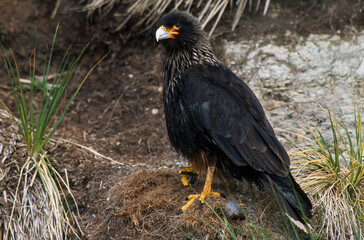 Caracara austral, Caracara de Forster,.Phalcoboenus australis, Striated Caracara, Johnny Rook, Iles...