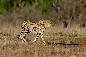 Guépard, cheetah, Acinonyx jubatus, Parc national Kruger, Afrique du Sud