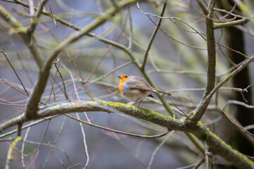 Petirojo (Erithacus rubecula) entre las ramas de un árbol