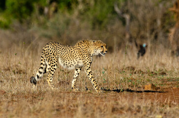 Guépard, cheetah, Acinonyx jubatus, Parc national Kruger, Afrique du Sud