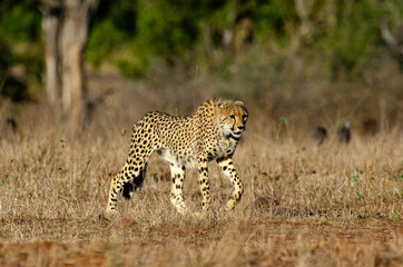 Obraz premium Guépard, cheetah, Acinonyx jubatus, Parc national Kruger, Afrique du Sud