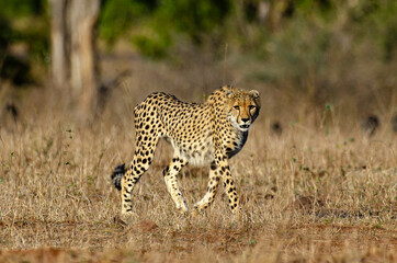 Guépard, cheetah, Acinonyx jubatus, Parc national Kruger, Afrique du Sud