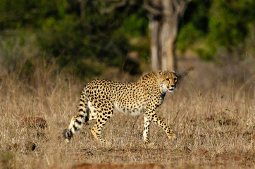 Guépard, cheetah, Acinonyx jubatus, Parc national Kruger, Afrique du Sud