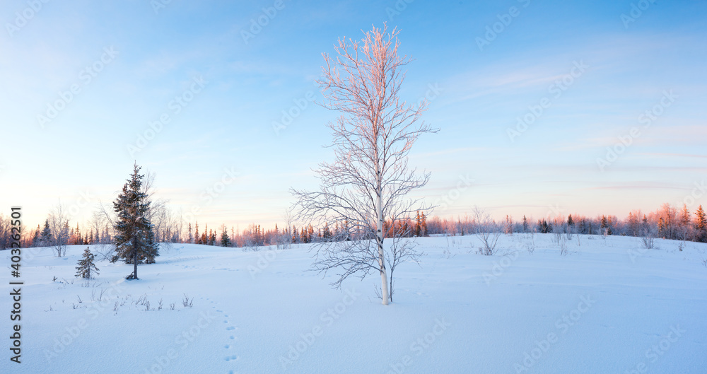 Poster scenic image of spruces tree. frosty day, calm wintry scene.
