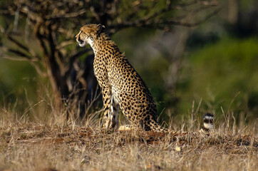 Guépard, cheetah, Acinonyx jubatus, Parc national Kruger, Afrique du Sud