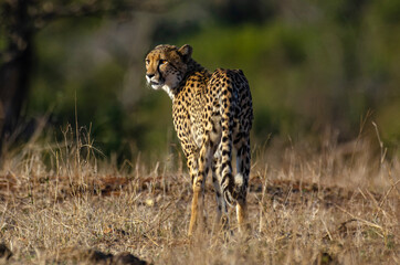 Guépard, cheetah, Acinonyx jubatus, Parc national Kruger, Afrique du Sud