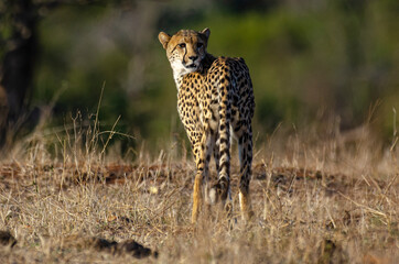 Guépard, cheetah, Acinonyx jubatus, Parc national Kruger, Afrique du Sud