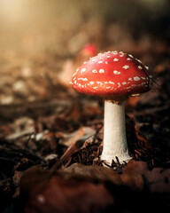 Fliegenpilz im Wald bei Sonnenschein