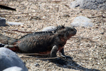 Marine iguana on the beach Galapagos Island, Ecuador, South America