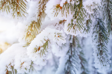 Winter and Christmas Background. Close up of Fir tree Branch Covered with Frost and Snow in the sun
