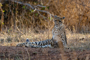 Guépard, cheetah, Acinonyx jubatus, Parc national Kruger, Afrique du Sud