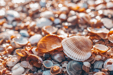 Two large shells on a blurry background of many small shells. Selective focus on sea-shells. Background wallpaper design. Photos of sea shells in pastel colors