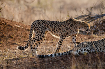 Fototapeta premium Guépard, cheetah, Acinonyx jubatus, Parc national Kruger, Afrique du Sud