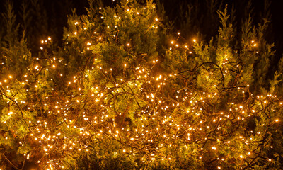 Weihnachtsbeleuchtung an einem Tannenbaum in der Vorweihnachtszeit 