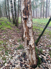 Von Schädlingen beschädigter kranker Baum