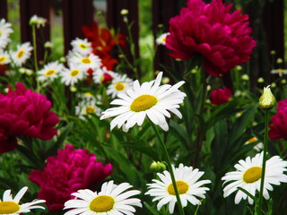 bunch of flowers