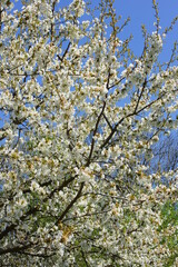 Cherry blossoms in spring