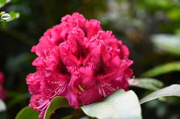  Pink English Roseum - Rhododendron
