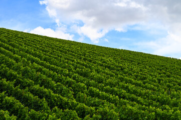 Fototapeta na wymiar Side view of a beautiful fresh green vineyard on a hill.