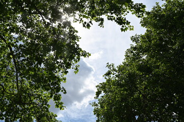 Trees and sky