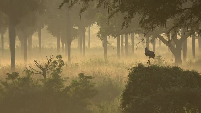 Shoebill stork (Balaeniceps rex) stretching its wing during a golden sunrise in Murchison Falls National Park, Uganda