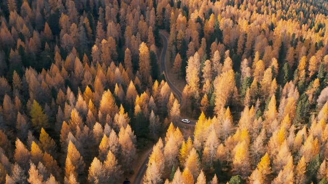 Aerial view of the Italian Alps, car driving in the forest on a sunny autumn