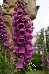 Digitalis purpurea - lady's glove, the foxglove, common foxglove