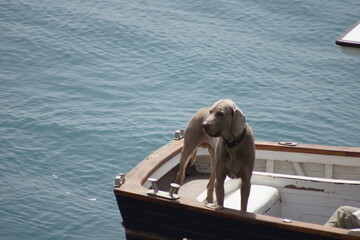 Dog on a boat