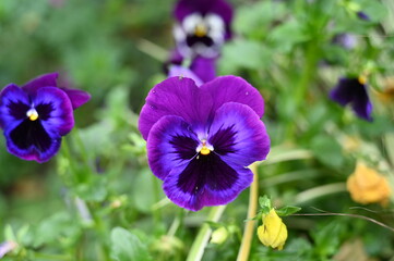 Purple Pansy