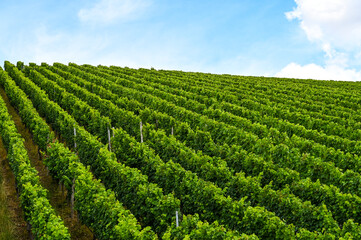 Fototapeta na wymiar Side view of a beautiful fresh green vineyard on a hill.