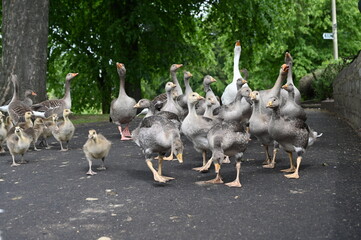 Canada gooses in park
