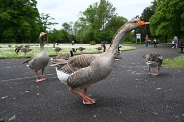 Canada gooses in park