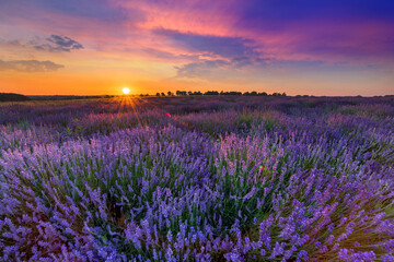 Naklejka na ściany i meble Beautiful lavender field sunset landscape