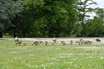 Canada gooses in park