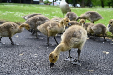 Canada gooses in park