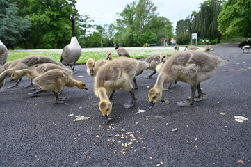 Canada gooses in park