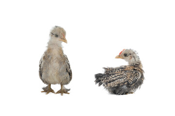 Little cock and hen isolated on white background