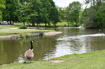 Canada goose in park at the edge of the lake