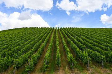 Fototapeta na wymiar Front view of a beautiful fresh green vineyard on a hill. Clouds and blue sky in the background.