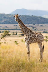 Naklejka na ściany i meble giraffe walking in the Pilanesberg National Park in South Africa