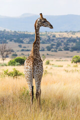 giraffe walking in the Pilanesberg National Park in South Africa