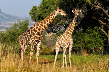 giraffe walking in the Pilanesberg National Park in South Africa