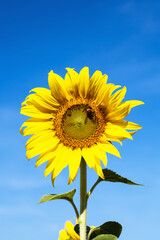 Sunflower against clear blue sky background for nature concept