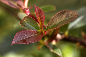 photinia leaves