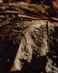 Macrophotography. Leaf with drops of dew