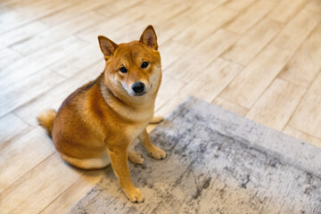 Shiba Inu Japanese dog in the room closeup