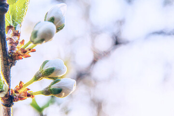 Beautiful white cherry blossom sakura bud flowers in spring time. Nature background with flowering cherry tree. Inspirational natural floral blooming garden or park. Selective focus.