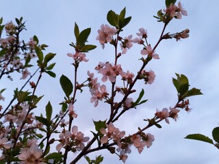 blossom in spring