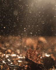 Macrophotography. Leaf with drops of dew
