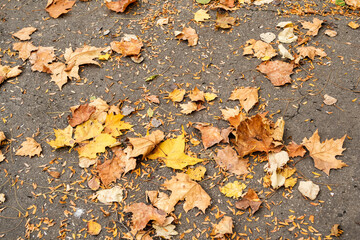 Leafage on asphalt. Foliage in autumn colors.